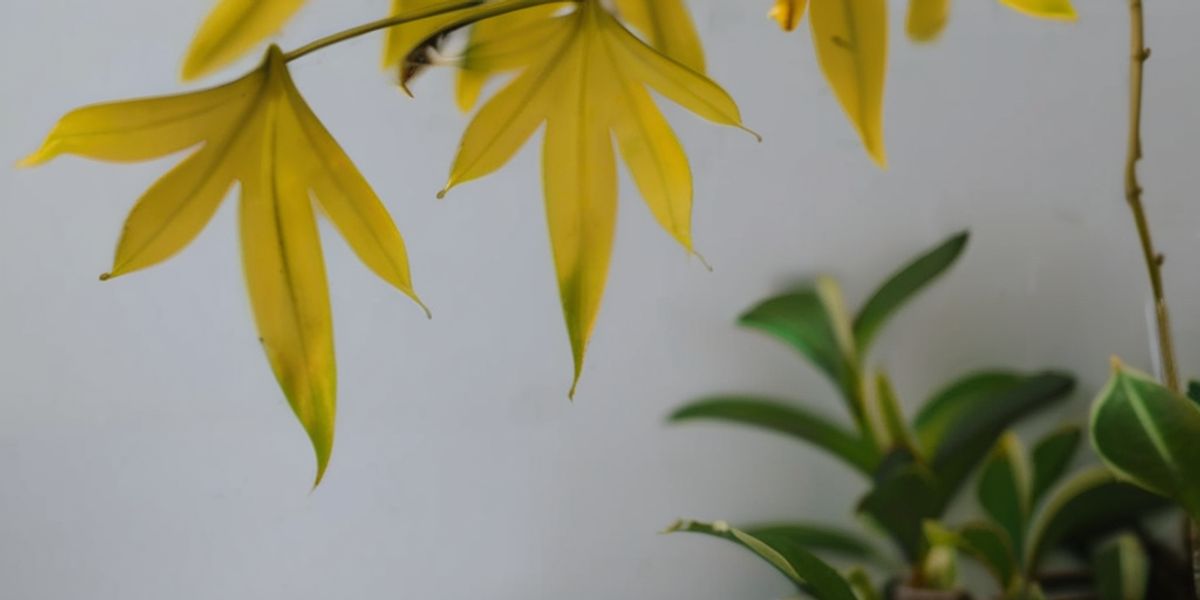 Porque Ficam Amarelas as Folhas das Plantas de Interior
