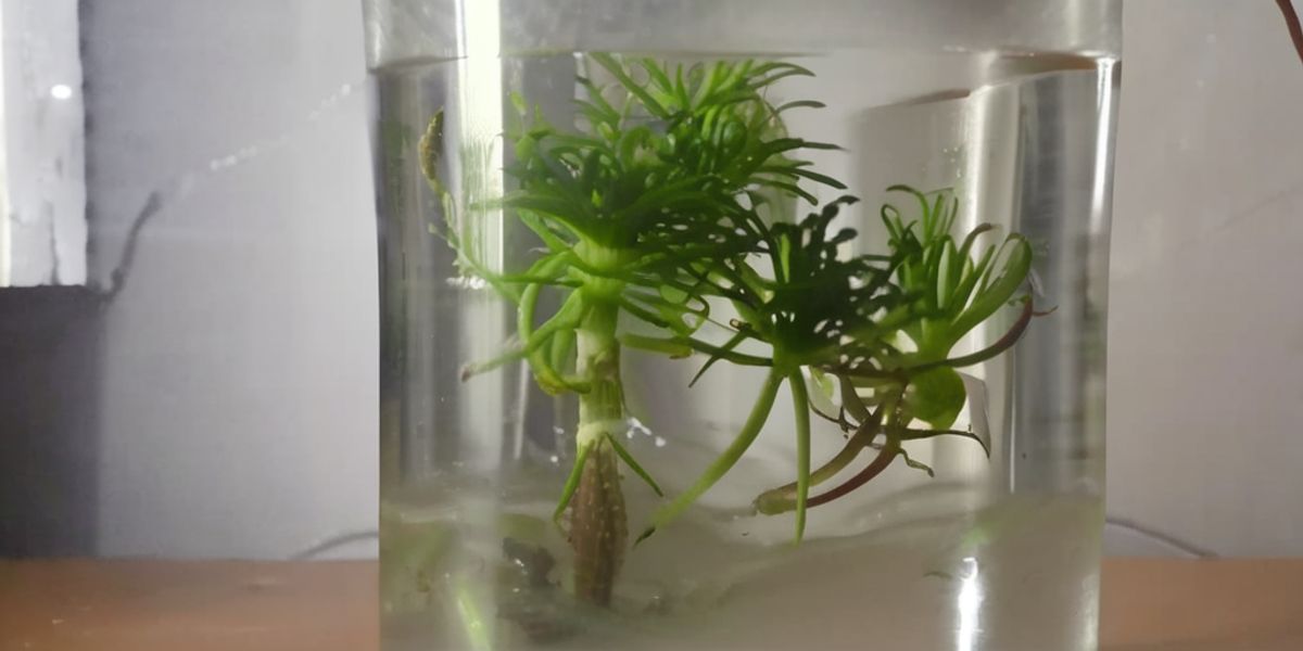 Plantas de Interior Que Crescem em Água